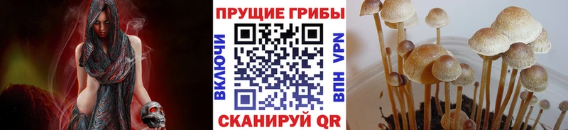 Галлюциногенные грибы Psilocybe  Оренбург 